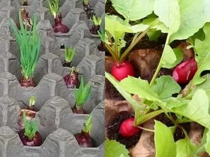 Редис ячейки