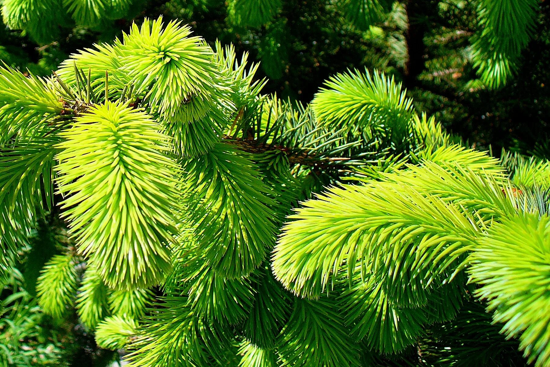 Хвойные высота. Ель ситхинская, Прибрежная (Picea sitchensis). Ель европейская хвоя. Ель обыкновенная европейская. Pícea obováta - ель обыкновенная.