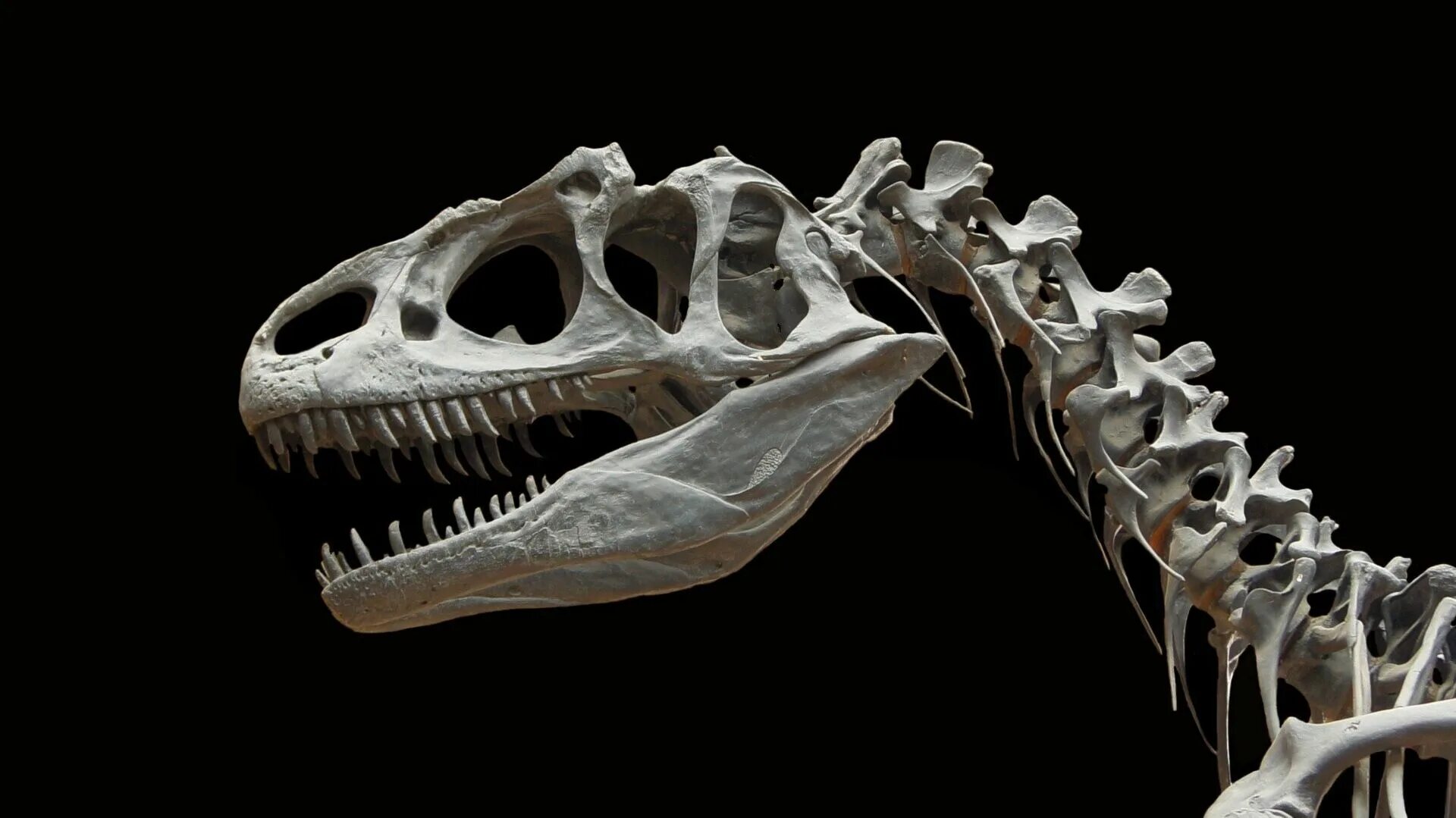 Черепая. Аллозавр скелет. Кости динозавра динозавр Аллозавр. Череп Аллозавра строение. Аллозавр череп.