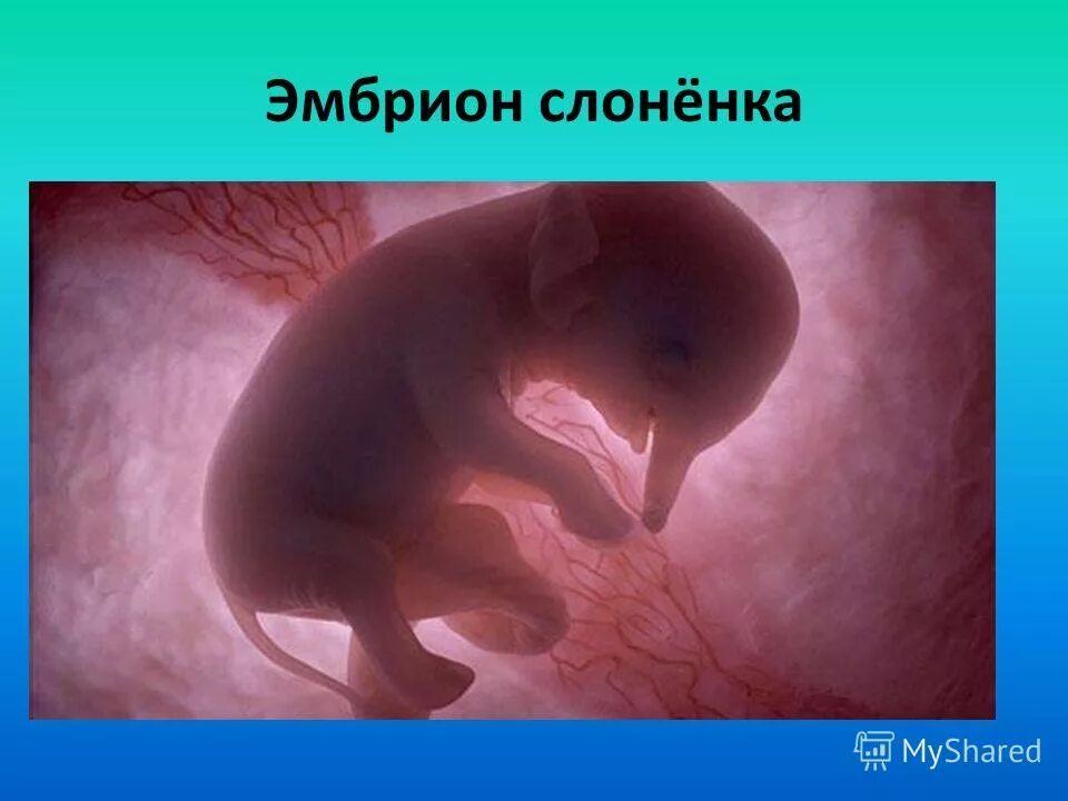 Стадии развития зародыша млекопитающих. Стадии развития зародыша млекопитию. Стадии развития эмбриона млекопитающих. Эмбрион животного в утробе. Плацентарные млекопитающие.