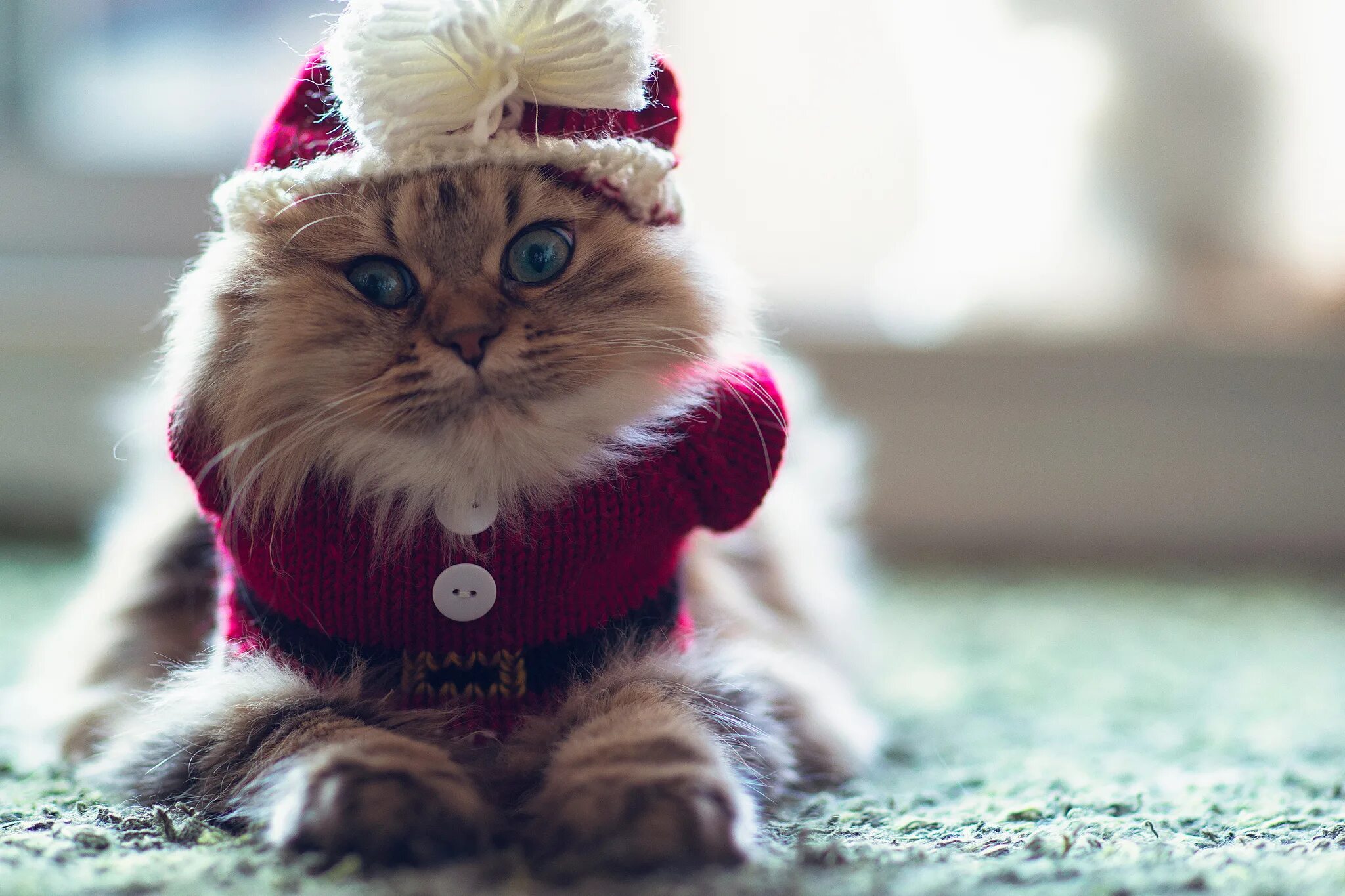 Кошечка последний. Новогодний котик. Кот в шапке. Кот новый год. Котик в новогодней шапочке.
