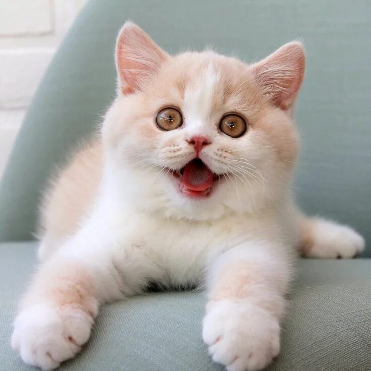 Кошки улыбаки. Смешной кот. Милый картинки. Веселые кошки. Милые кошки.