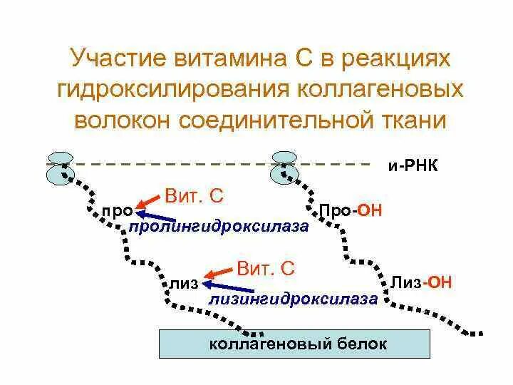 Витамин участвующий в синтезе коллагена. Реакция гидроксилирования с участием витамина с. Гидроксилированияdbnfvbyf d. Гидроксилирования витамина;. Лизилоксидаза Синтез коллагена.