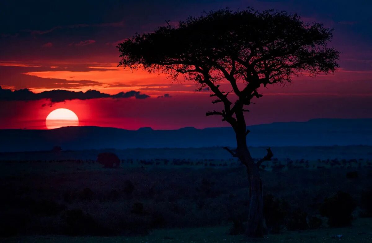 Каждое утро в африке. Саванна закат Килиманджаро.