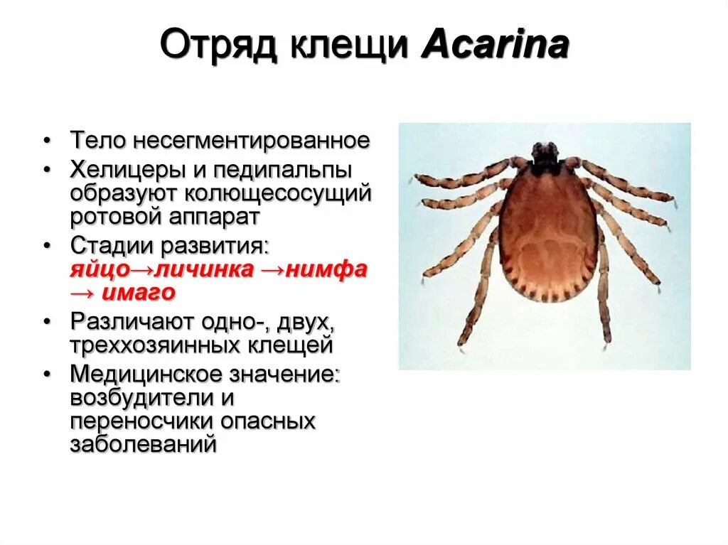 Иксодовые клещи являются переносчиками. Таежный клещ таблица биология. Отряд клещ морфологические особенности. Основные признаки отряда клещи. Класс паукообразные отряд клещи.