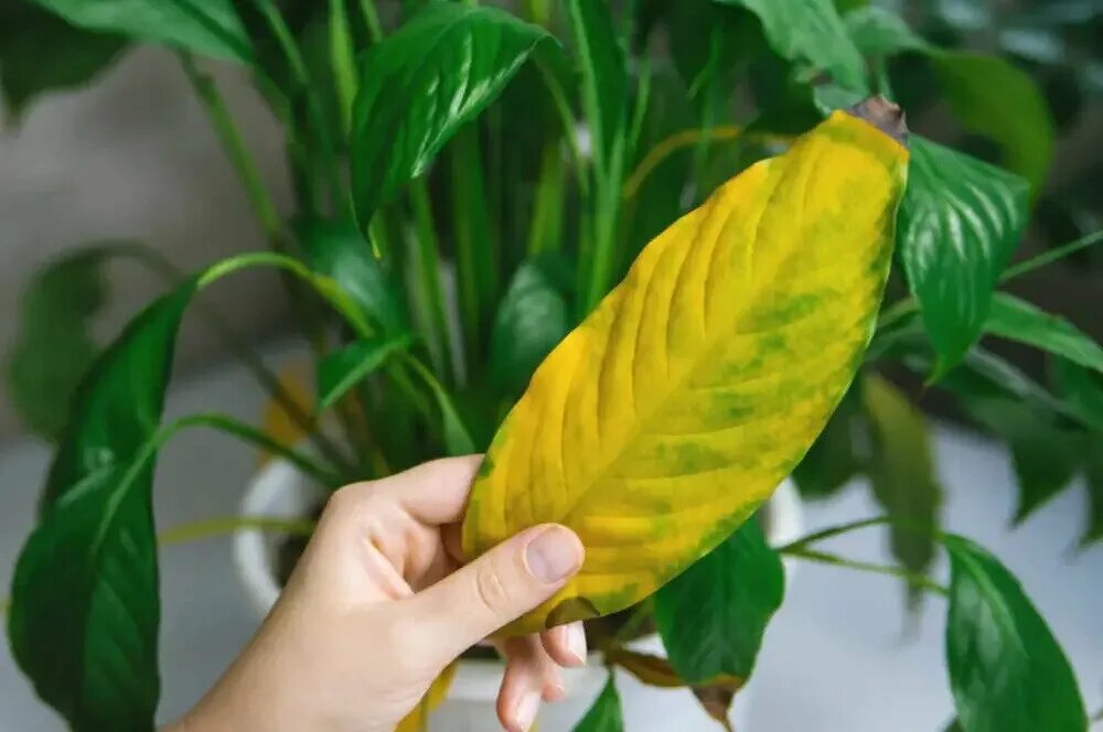 Почему желтеет спатифиллум листья что делать