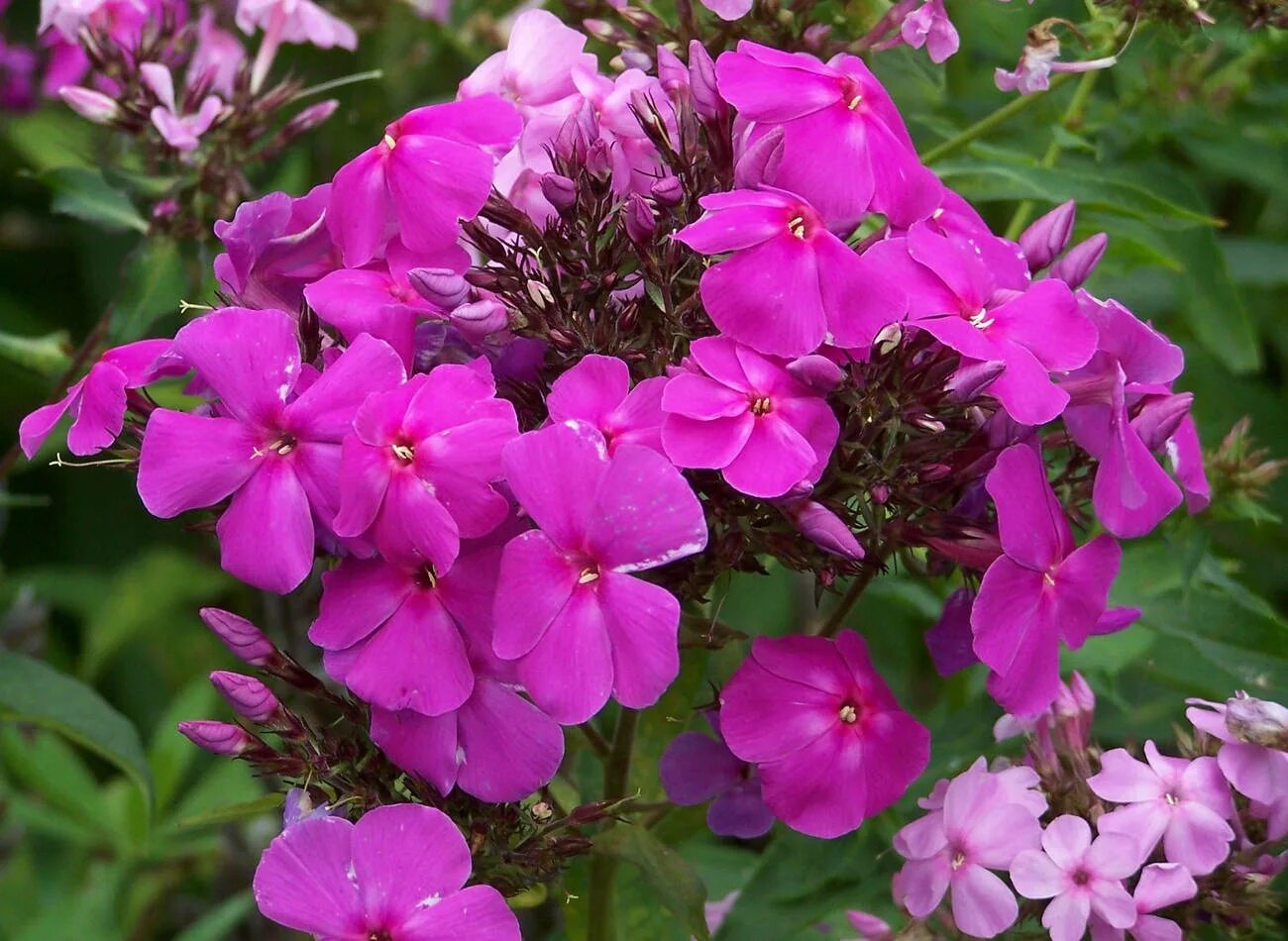 Укоренение флоксов. Флокс метельчатый на даче. Август флоксы. Флоксы цветы многолетние. Флокс голиаф.