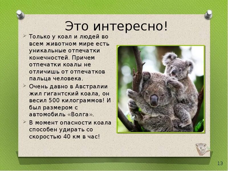 Сообщение о коале. Рассказ о коале. Коала описание. Маленькое сообщение о коале. Коала Австралии описание.