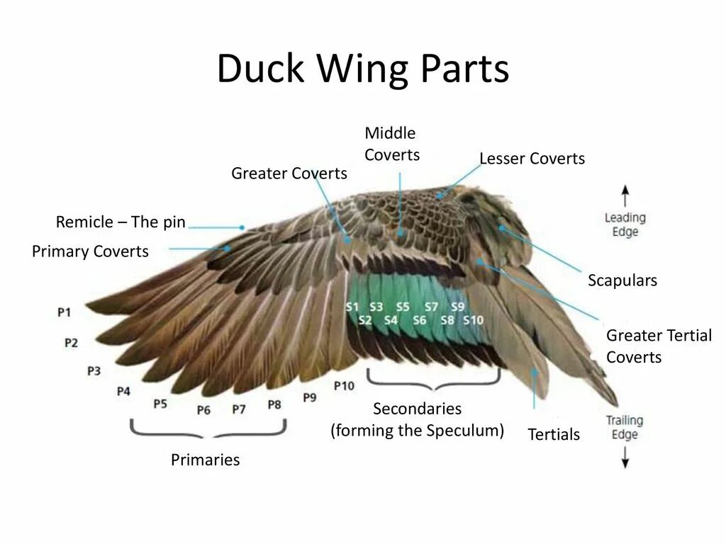 Крыло кряквы строение. Крыло птицы строение. Строение крыла перья. Крыло птицы перья. Расположение перьев у птиц