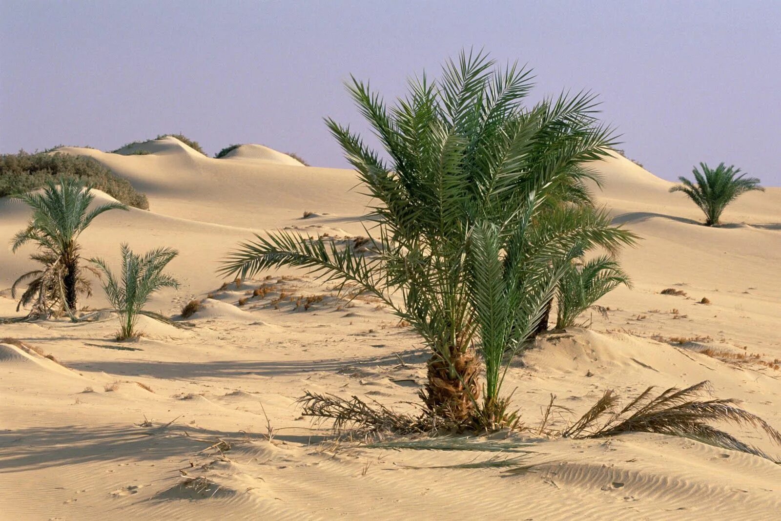 Финиковые пальмы в Египте. Финиковая Пальма пустыни. Финиковая Пальма в оазисе. Финиковая Пальма в пустыне Африки. Оазис животные