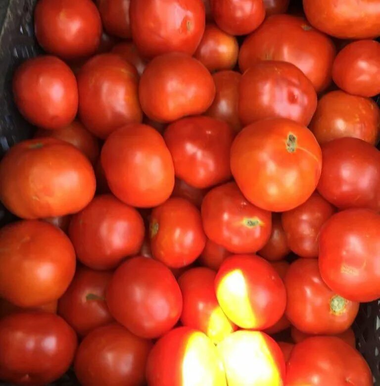 Томат аксиани. Томат абхазский. Домашний помидор. Продам помидоры домашние. Томат бронза.