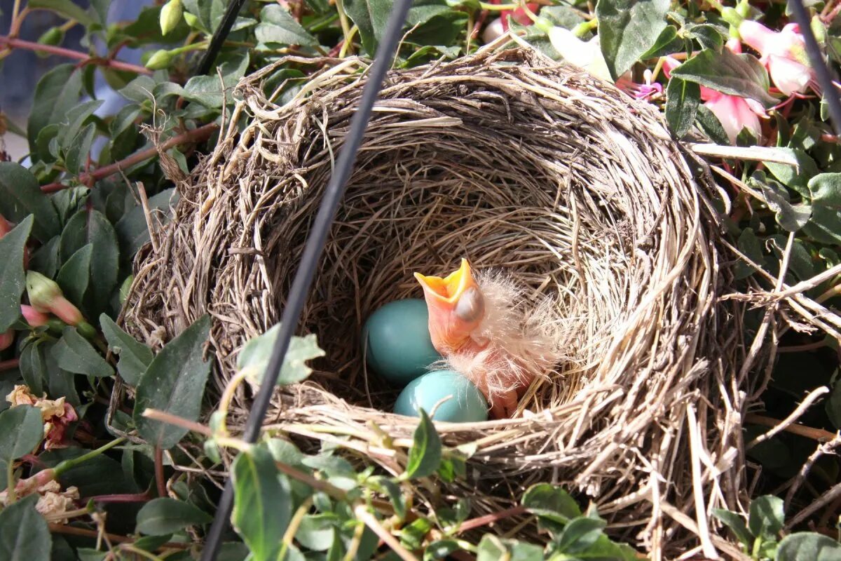 Какие птицы гнездятся. Варакушка гнездо. Варакушка птенец. Варакушка гнездо с яйцами. Варакушка птенцы в гнезде.