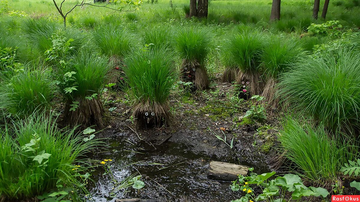 болотистые болотные травы. икорец река воронежская кувшинки. болото ширгамосуо. поставь болотную. кочкарник болотный.