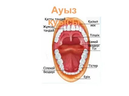 Шантель порно жұлдызға айналды