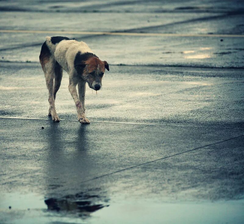 Бежать жалко. Бездомный пес. Одинокая собака. Одиночка с собакой. Одиночество с собакой.