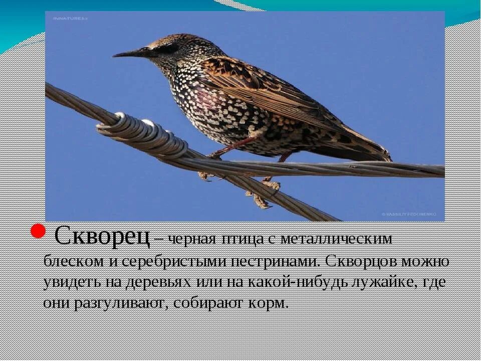 Скворец количество звуков. Скворец Перелетная. Перелётные птицыскворец. Скворец Перелетная птица или. Скворец Перелетная птица описание.