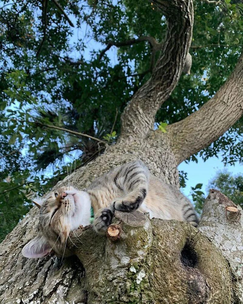 Как пробудить спящее дерево. Кот на дереве. Котенок на дереве. Кот д. Коты на деревьях.