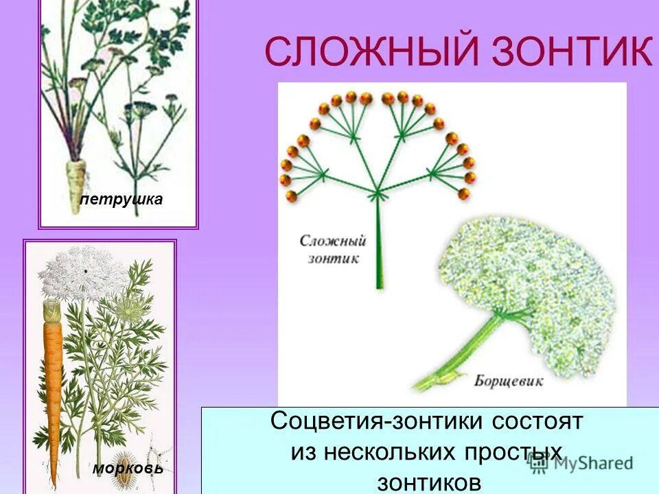 Соцветие зонтик морковь. Морковь посевная соцветие. Соцветие моркови сложный зонтик. Схема соцветия моркови. Морковь Тип соцветия.