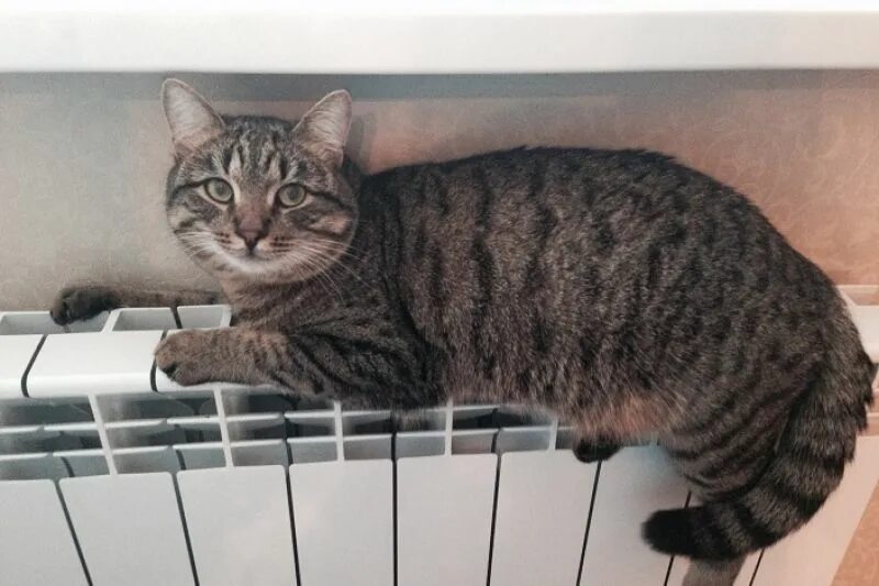 кот лежит на батарее. тепло. кот на батарее. батареи отопления. отопление кот.