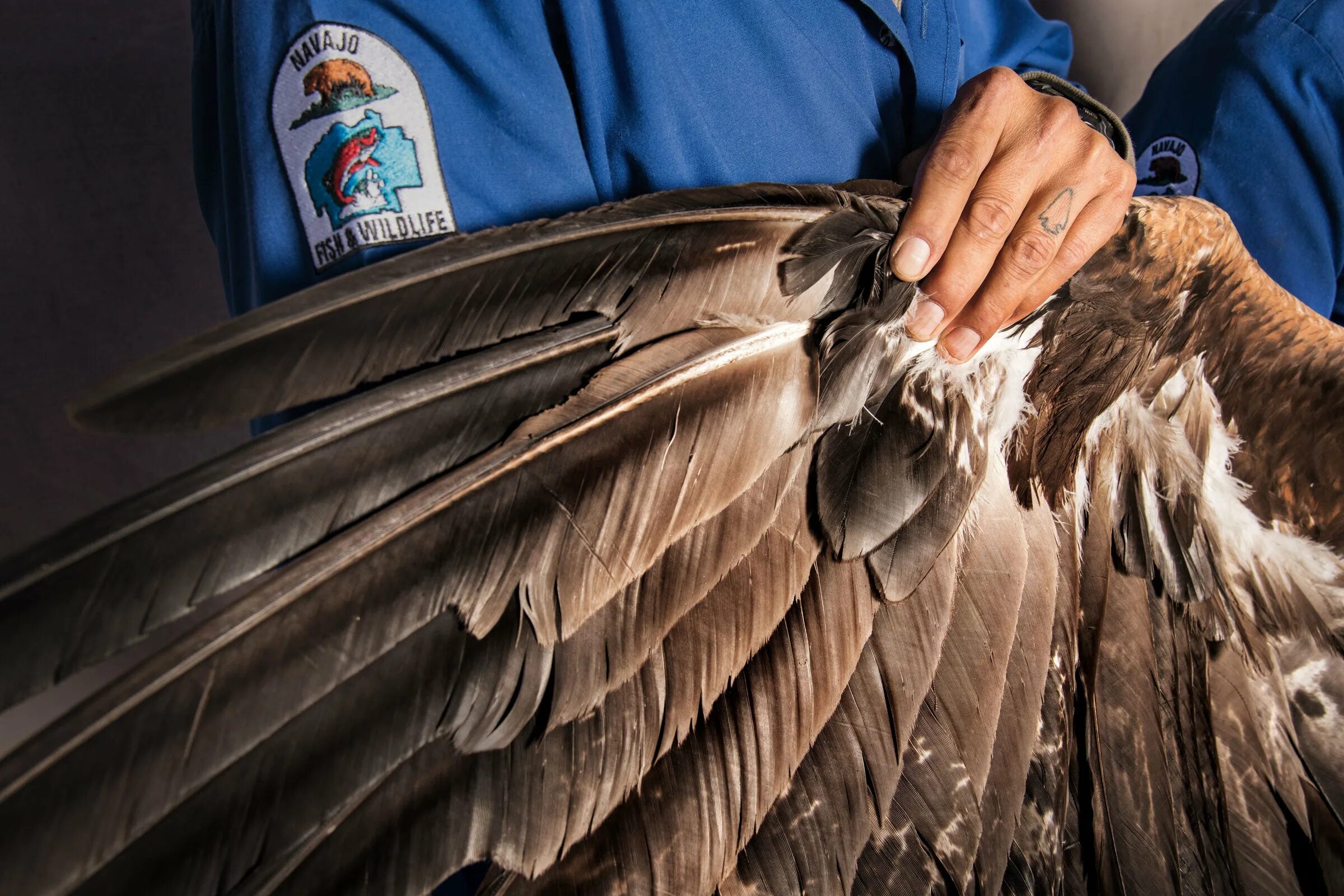 Feathering his own. Bald Eagle перо. Eagle Feather. Перья американского орла.