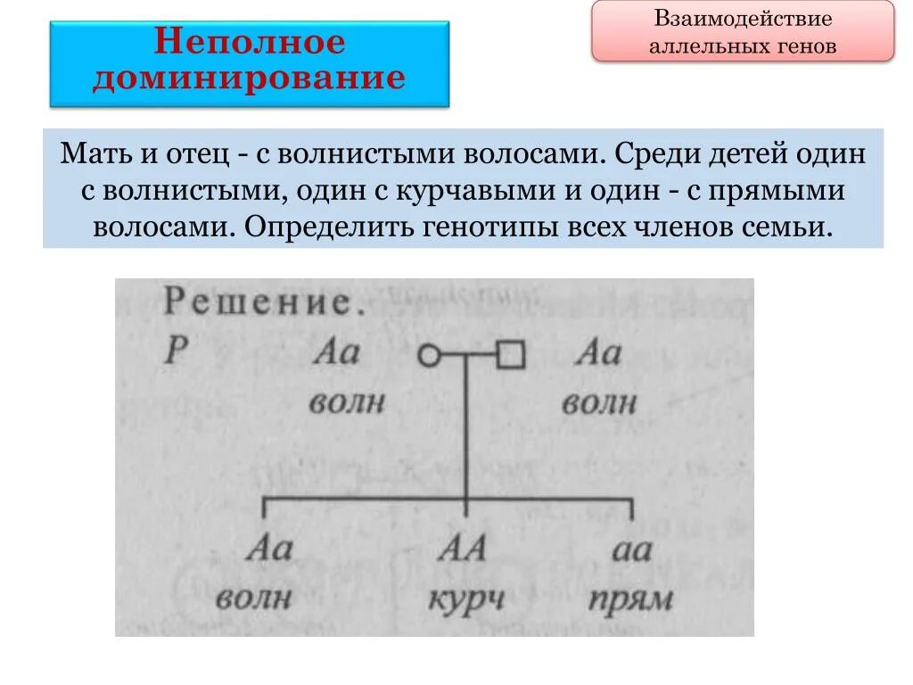 Принцип неполного доминирования. Задачи на неполное доминирование с решением. Схема наследования признаков при неполном доминировании. Волнистые волосы генотири. Определите генотипы всех членов семьи.