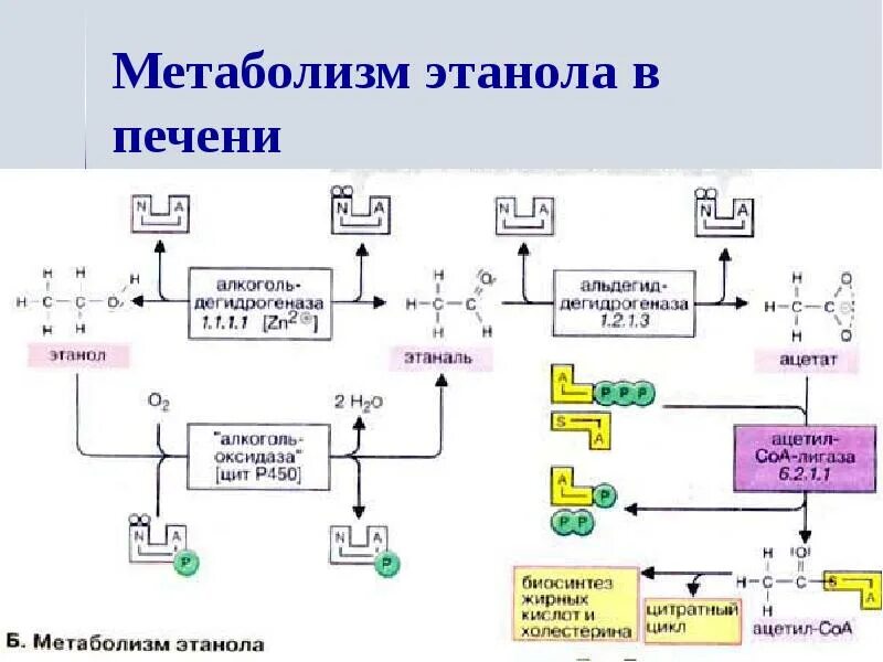 Метаболизм этанола. Метаболизм этилового спирта в организме человека. Метаболизм этанола биохимия. Обмен этилового спирта. Схема утилизации этанола в печени.