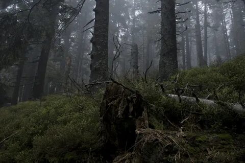 Старый лес со словами