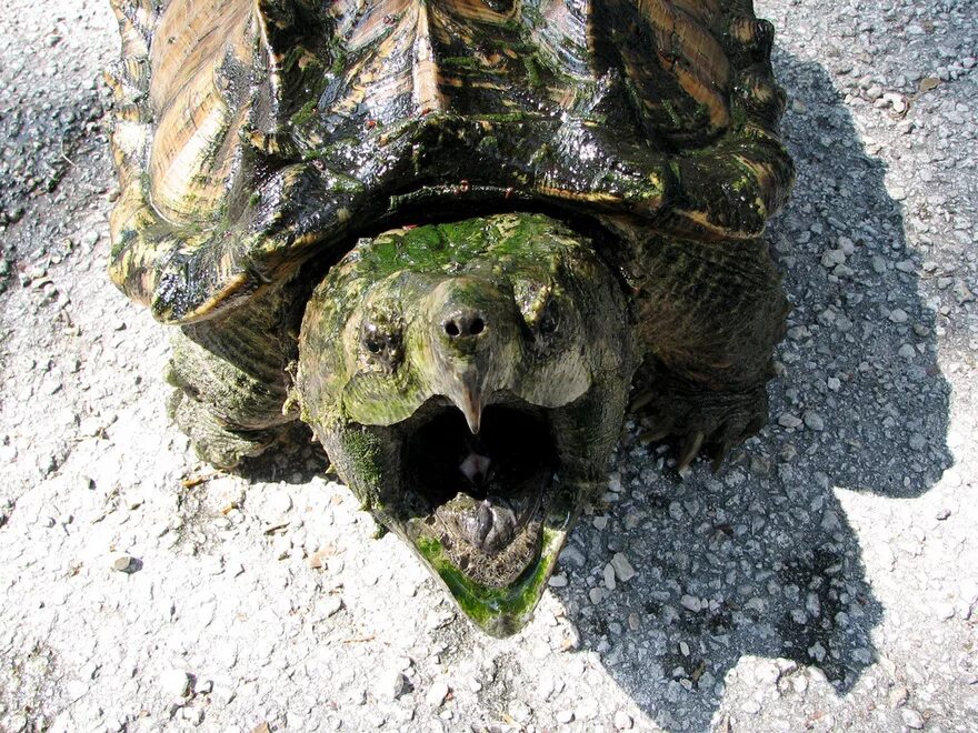 Среднеазиатская степная черепаха. Паразиты морских черепах. Среднеазиатская черепаха голова. Давить черепах. Давить черепах.