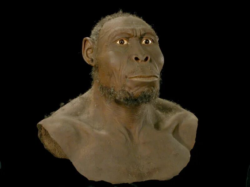 Homo ergaster