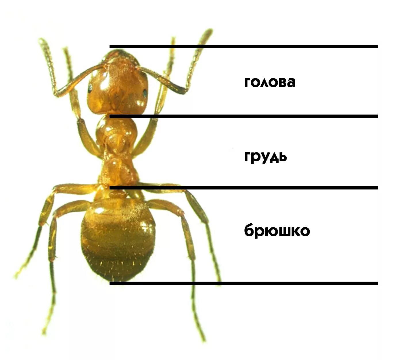 Сколько лап у насекомых
