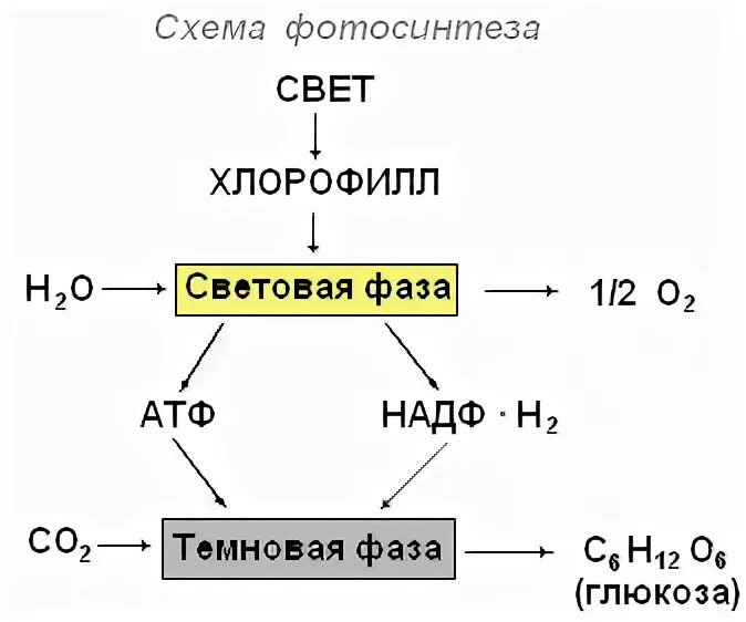Co2 h2o фотосинтез. Схема реакции фотосинтеза. Фазы фотосинтеза схема. Упрощённая схема фотосинтеза. Процесс фотосинтеза схема ЕГЭ.