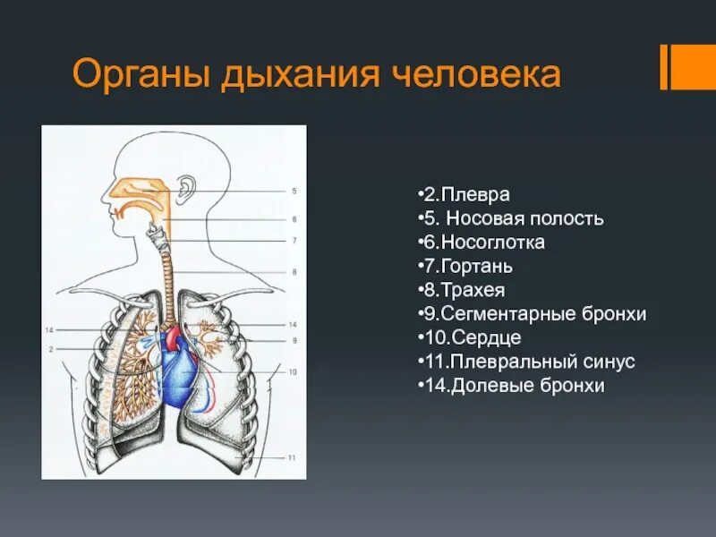 Воздух при выдохе из трахеи попадает в