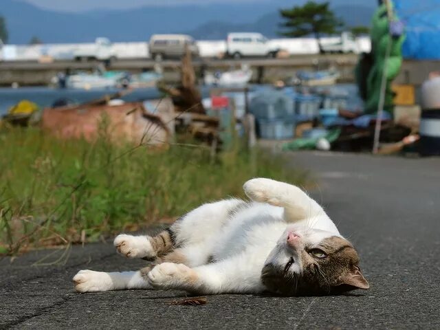 Весело погуляли. Не хватило сил. Кот гуляет ночью. Приколы про прогулки ночью.