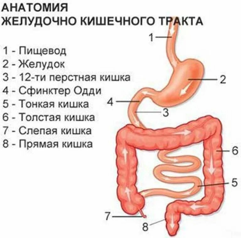 Строение желудка и двенадцатиперстной кишки и кишечника. Строение желудочно-кишечный тракт человека анатомия. Желудочно-кишечный тракт человека схема. Последовательность отделов желудочно-кишечного тракта.