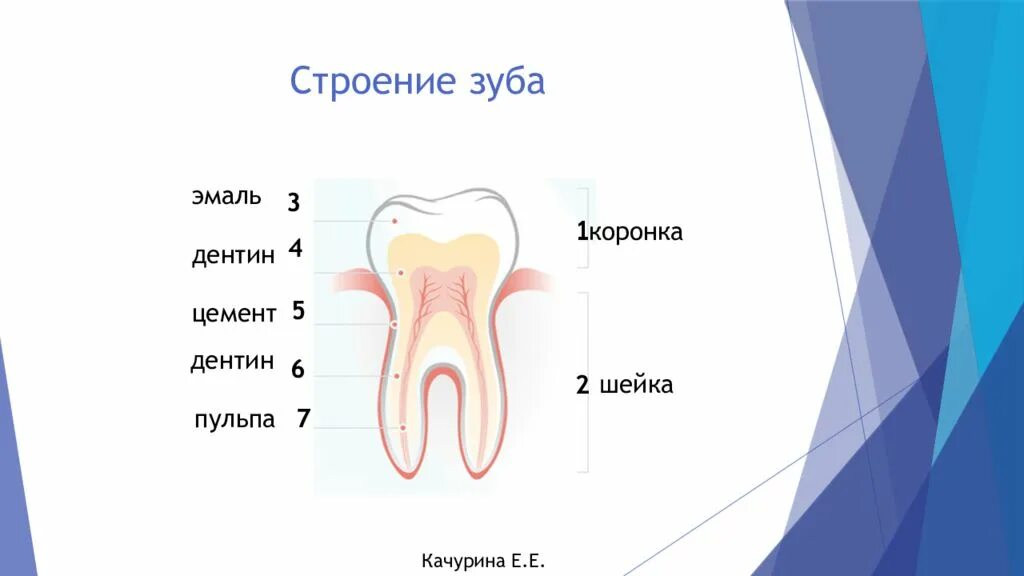 Строение зуба эмаль дентин цемент. Структура зуба эмаль дентин. Строение зуба предентин. Строение зуба эмаль дентин цемент анатомия.