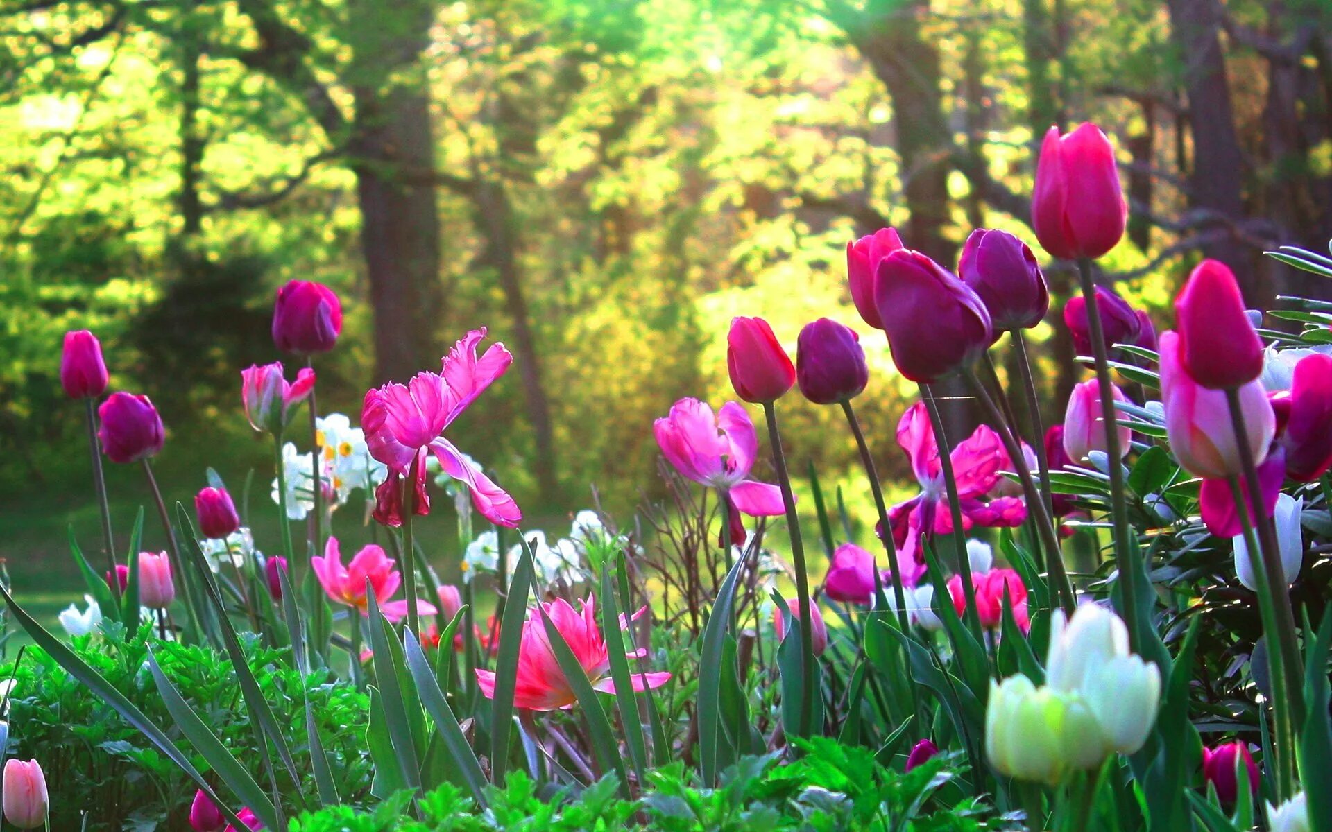 Весенние цветы. Природа цветы. Поляна цветов. Весенние цветы тюльпаны. Весенние цветы в природе