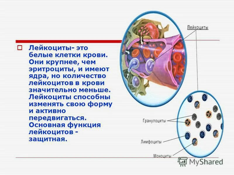 Лейкоциты в крови 4,2. Моноциты строение ядра. Клетки лейкоцитов содержат ядра. Клетки крови эритроциты лейкоциты тромбоциты. Лейкоциты ядро есть или нет.