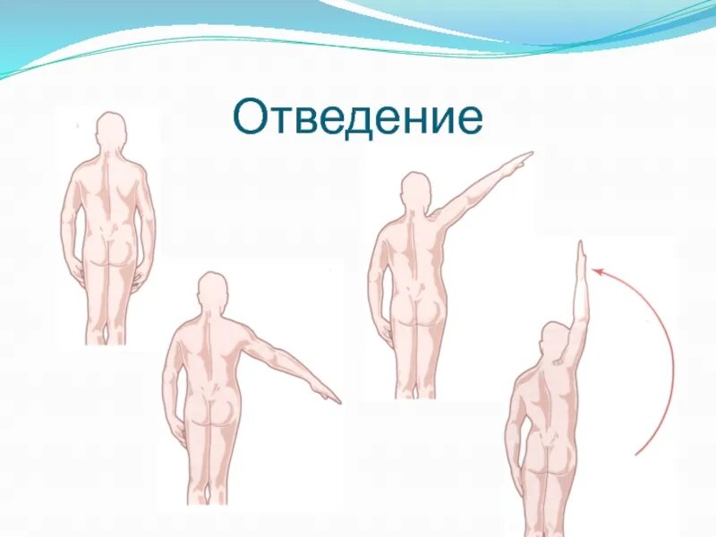 Движение верхней конечности. Отведение верхней конечности. отведение в плечевом суставе. отведение анатомия. отведение и приведение плечевого сустава.