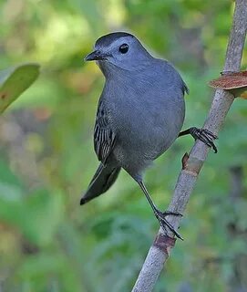Gray bird