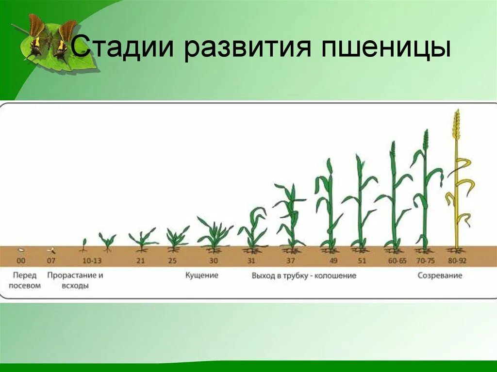 Какой процесс предшествует прорастанию зерна