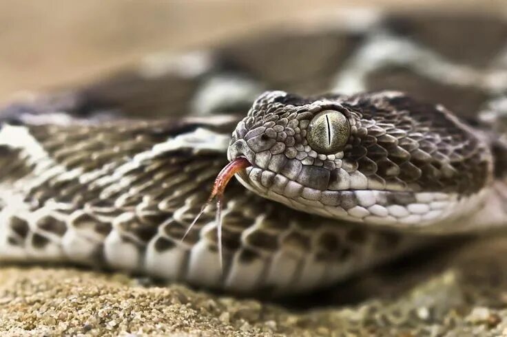 Senckenberg museum Snake, Cute snake, Cute reptiles