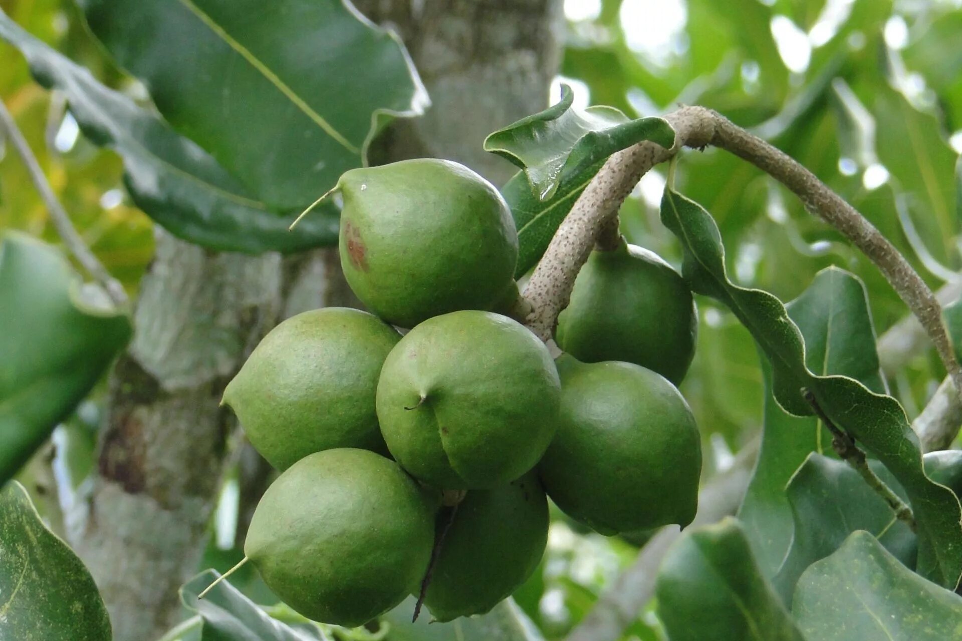 В каких странах растет макадамия. Орех макадамия австралийский. Макадамский орех дерево. Макадамия tetraphylla. Орех макадамия плод.