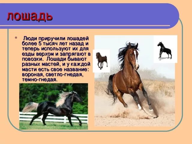 Сколько в человеке лошадиных. Приручение лошади. Человек приручил лошадь. История одомашнивания лошади. Первые одомашненные лошади.