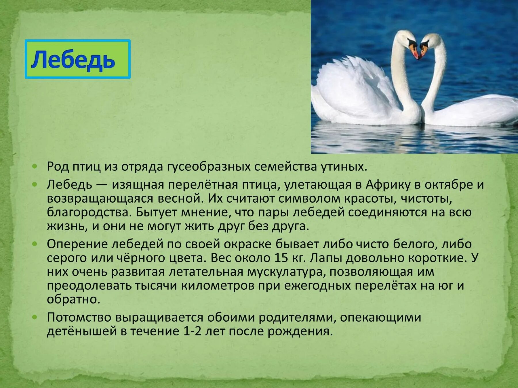 Доклад о лебеде. Описание лебедя. Лебедь род. Доклад про лебедя.