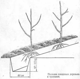 Абрикос посадка расстояние
