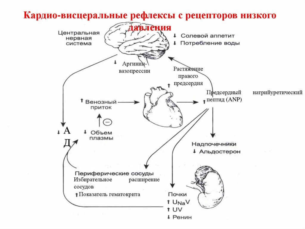 Механизмы регуляции артериального давления. Физиологические механизмы формирования артериального давления. Рефлексы с рецепторов низкого давления. Опишите механизмы регуляции артериального давления. Рефлекторная регуляция кровяного давления