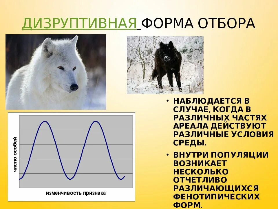 Схема дизруптивного естественного отбора. Дизруптивная форма естественного отбора. Дизруптивный естественный отбор. Условия среды изменяются какой отбор