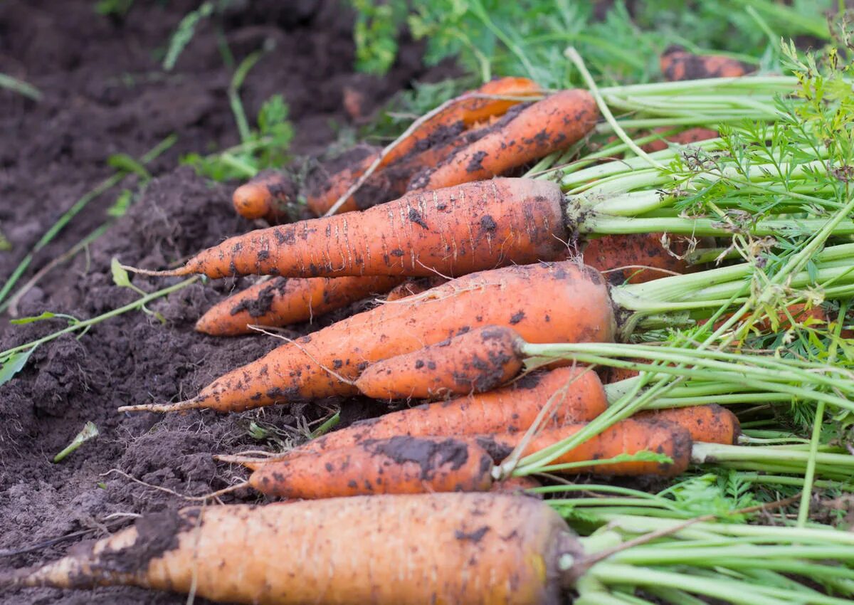 Урожайность моркови. Уборка моркови. Урожайность морковки. Можно морковь кормящим