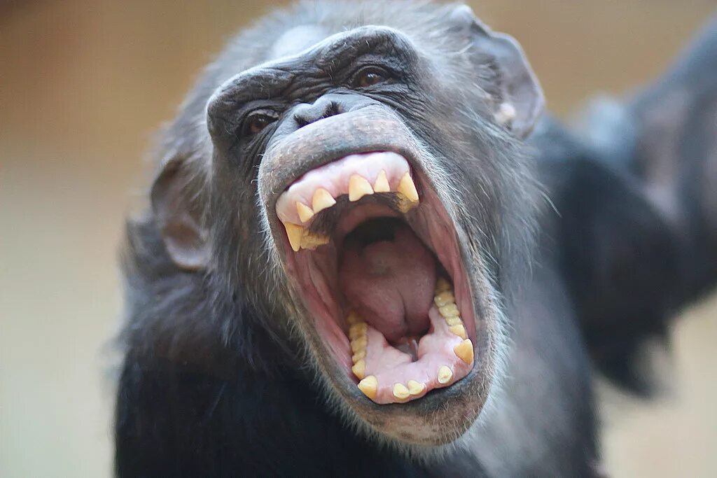 Обезьяна кричит. Кричащая обезьяна. Зубы обезьяны. Агрессивная обезьяна.