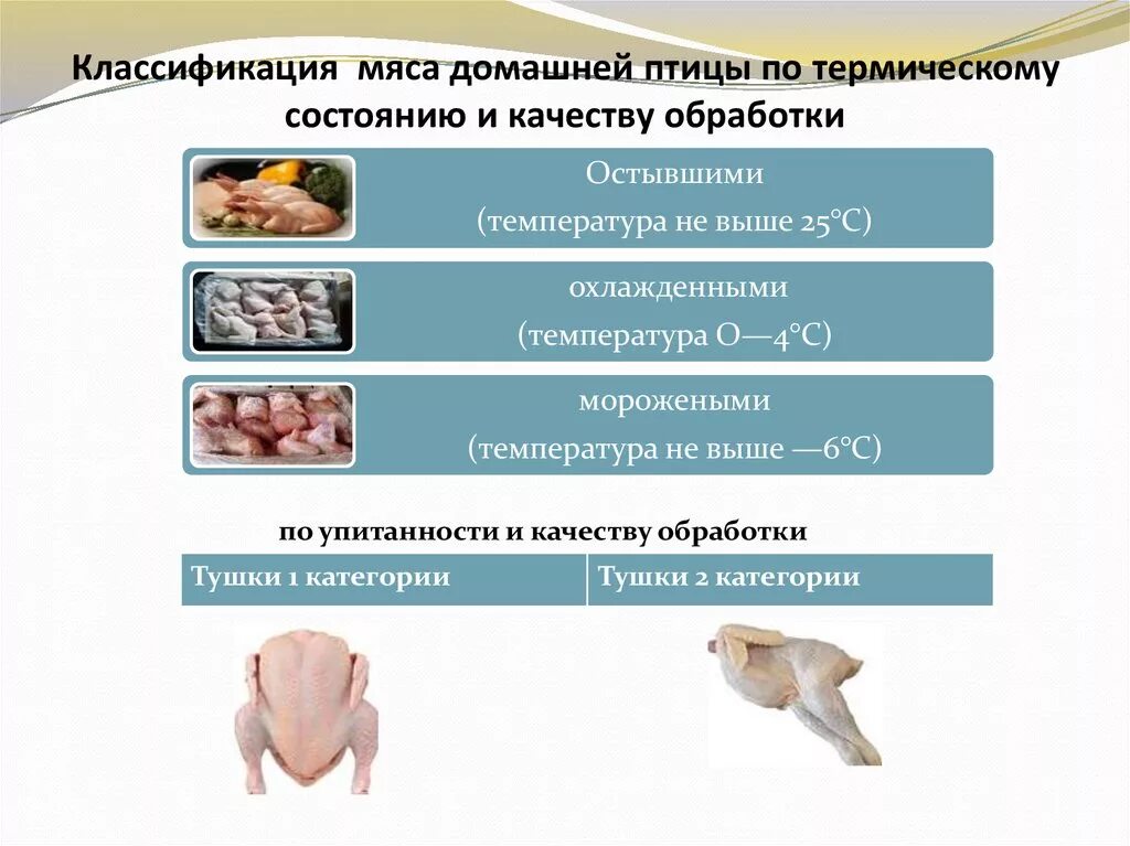 Помогите юэгую добыть мясо птицы 2. Классификация мясо домашней птицы по упитанности. Классификация домашней птицы. Классификация тушек птицы. Обработка сельскохозяйственной птицы и дичи.